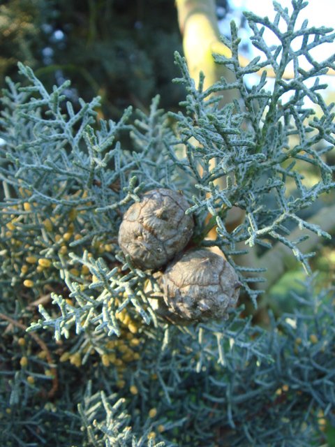 Cupressus arizonica 'Glauca' cone